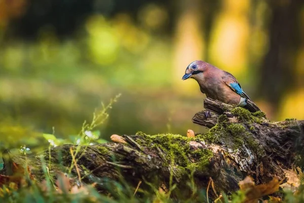 Jay Eurasiano Pássaro Colorido Sentado Tronco Árvore Pássaro Parece Curioso — Fotografia de Stock