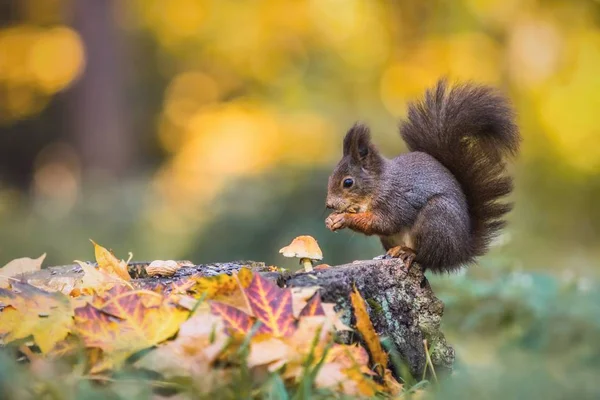 Niedlichen Hungrigen Roten Eichhörnchen Sitzt Auf Einem Baumstumpf Mit Bunten — Stockfoto