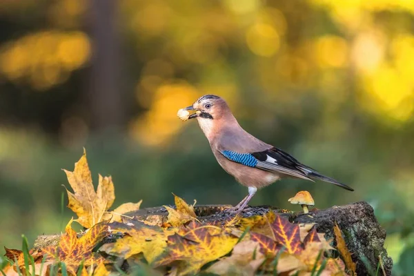 Eurasian jay, a greedy bird with two peanuts in its beak, sitting on a tree trunk covered with colorful leaves. Sunny autumn day in the woods. Blurry yellow, green and brown background.