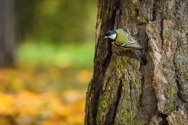 The great tit, a small passerine bird, sitting on brown tree bark in a park on a sunny autumn day. Blurry yellow, orange and green background.