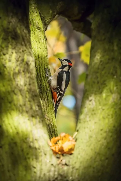 Buntspecht Ein Weißer Schwarz Roter Männlicher Vogel Sitzt Auf Einem — Stockfoto