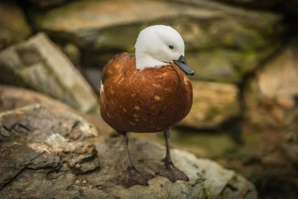 Portrait of female paradise shelduck with white head and chestnut body standing on a rock. Bird living at Prague ZOO, Czech Republic.