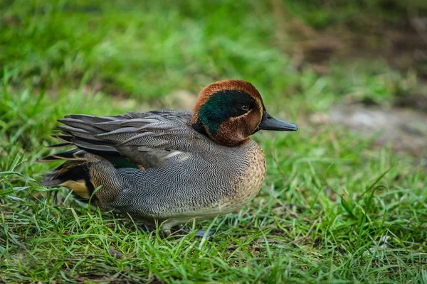 Close Imagem Eurasian Teal Macho Com Cabeça Verde Marrom Corpo — Fotografia de Stock