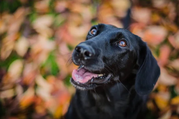 Close Retrato Feliz Cão Rafeiro Preto Com Olhos Castanhos Boca — Fotografia de Stock