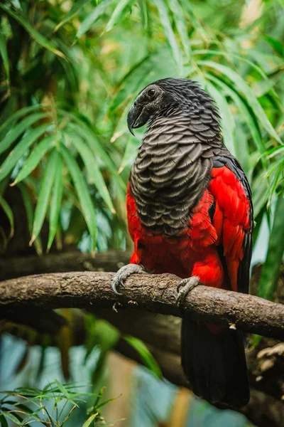 Vulturine parrot, a dark grey and red bird, perching. Green leaves in background. Vertical image.