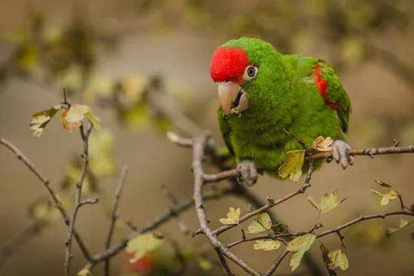 Blisko Obraz Cordilleran Papugi Zielony Czerwony Ptak Ameryki Południowej Siedzi — Zdjęcie stockowe