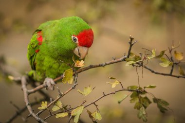 Close up image of cordilleran parakeet, a green and red South American bird, sitting on little branch feeding on yellow leaves.  clipart