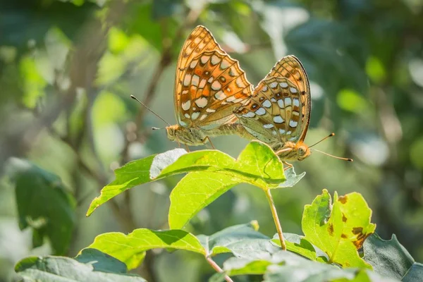 Ένα Ζευγάρι Πεταλούδες High Brown Fritillary Ζευγαρώνουν Πράσινο Φύλλο Μια — Φωτογραφία Αρχείου
