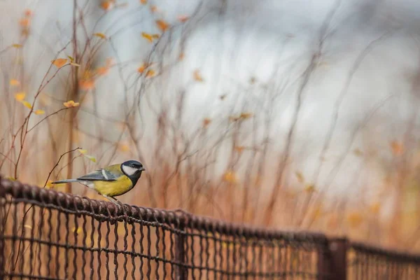 Wielki Cycek Żółty Szary Biały Czarny Śpiewający Ptak Siedzący Drucianej — Zdjęcie stockowe