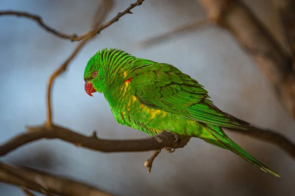 Lori Pecho Escamoso Verde Amarillo Con Ojos Rojos Pico Posado — Foto de Stock