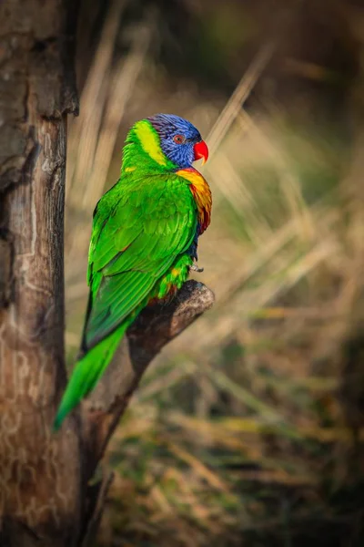 Vertical Image Colorful Rainbow Lorikeet Blue Orange Green Yellow Parrot — Stock Photo, Image