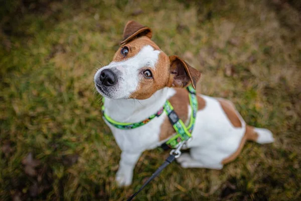Roztomilý Hnědý Bílý Mladý Jack Russell Teriér Voříšek Pes Postrojem — Stock fotografie