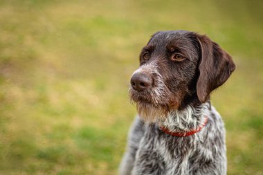 Portrait of young hunting dog, German Wirehaired Pointer with red collar on. Close up view of the head with dark brown hair and grey chest. Sunny day in a park. Blurry yellow and green background. Copy space. clipart