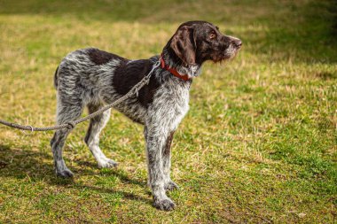 Genç kahverengi ve gri av köpeği, Alman teli saçlı Pointer 'ın portresi, güneşli bir günde yeşil ve sarı çimenlerin üzerindeki bir parkta duruyor..