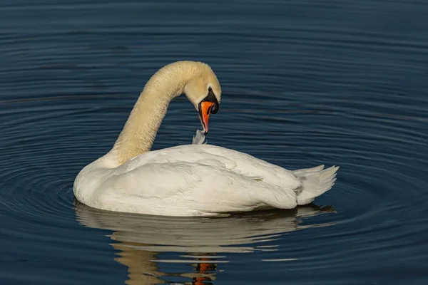 Graciosa Macho Cisne Mudo Com Bico Laranja Brilhante Grooming Suas — Fotografia de Stock