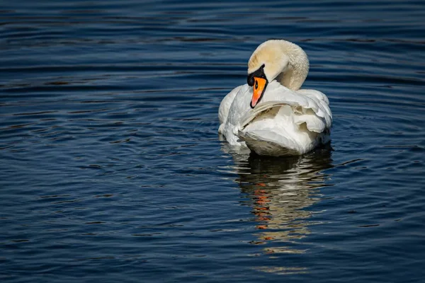 Graciosa Macho Cisne Mudo Com Bico Laranja Brilhante Grooming Suas — Fotografia de Stock