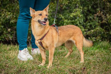 Şirin kahverengi tilki yüzlü tasmalı kırma köpek yeşil çimlerin üzerinde mutlu görünüyor. Arkasında mavi pantolonu ve beyaz spor ayakkabıları olan bir insan arkadaşıyla parkta bir eğlence..