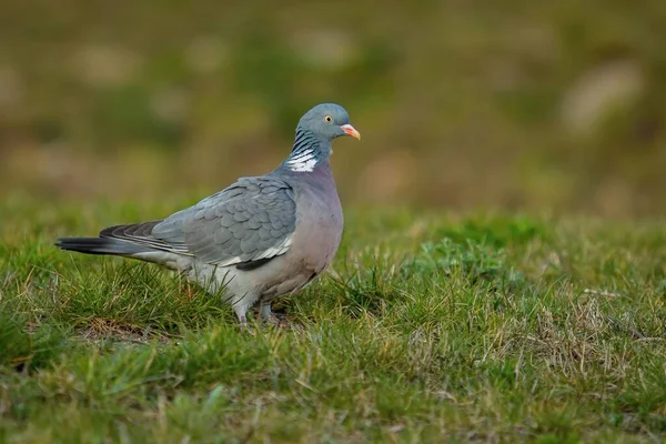 Image Rapprochée Gros Pigeon Gris Avec Œil Jaune Bec Rose — Photo