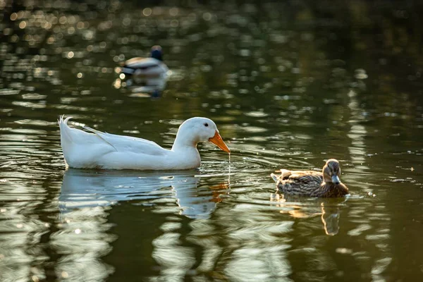 White Domestic Duck Orange Beak Swimming Lake Together Wild Ducks — Stock Photo, Image