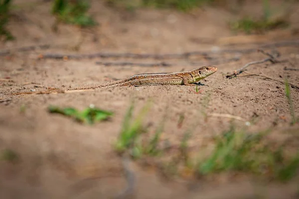 Small Brown Yellow Female Sand Lizard Long Tail Lying Dry — Stock Photo, Image