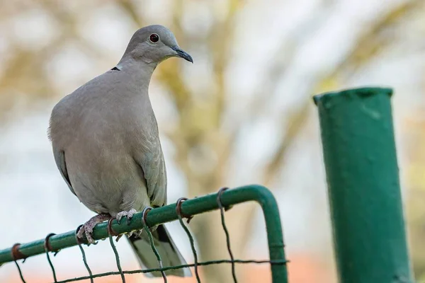 Close Portrait Grey Eurasian Collared Dove Red Eye Perching Green — Stock Photo, Image