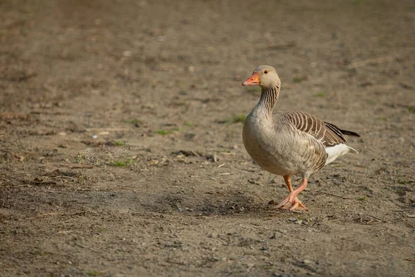 Porträt Einer Wild Grau Gefärbten Graugans Mit Orangefarbenem Schnabel Und — Stockfoto