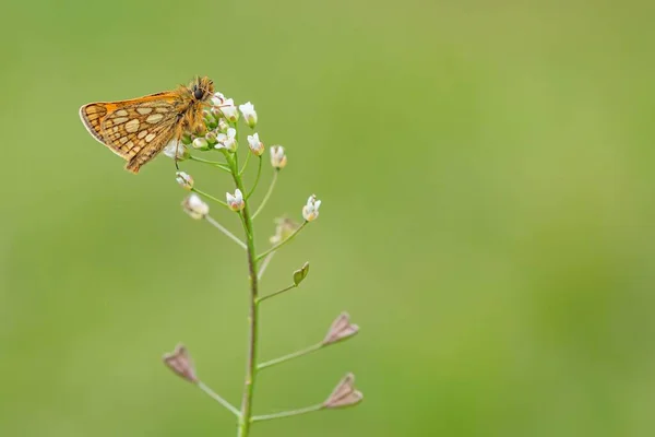 Small Woodland Butterfly Chequered Skipper Brown Eyes Yellow Spots Orange — Stock Photo, Image