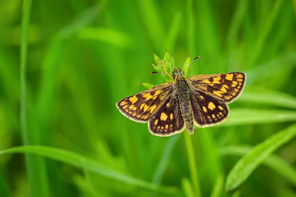 Immagine Ravvicinata Una Piccola Farfalla Arancione Brillante Marrone Skipper Scacchi — Foto Stock