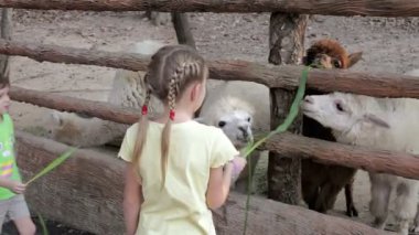 Gündüz vakti parkta oynayan mutlu çocuklar. O zamanlar küçük çocuklar hayvanat bahçesinde bir lama besliyordu..