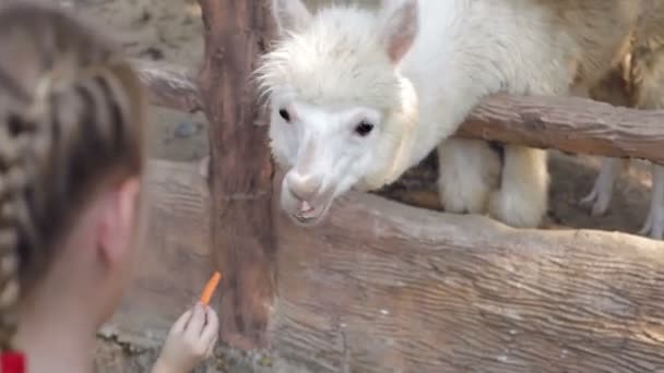 Crianças Felizes Brincando Parque Durante Dia Crianças Alimentando Lama Zoológico — Vídeo de Stock