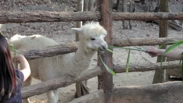 Enfants heureux jouant dans le parc à l'heure de jour. Petits enfants nourrissant un lama au zoo le jour .