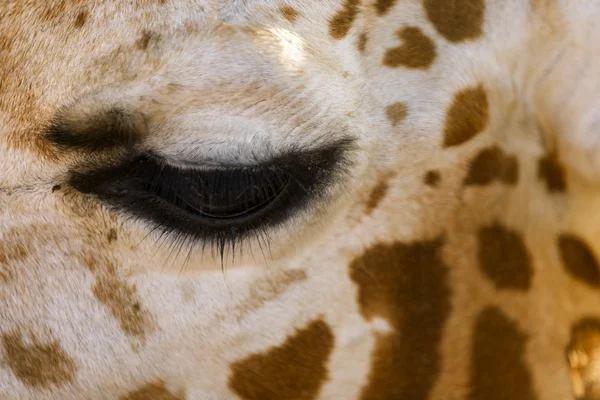 Giraffe обличчя . — стокове фото