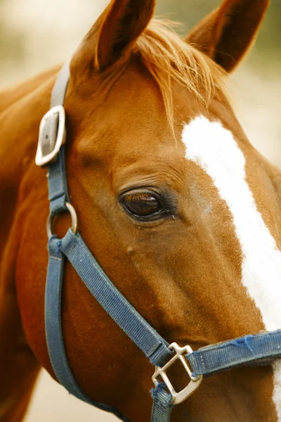 Портрет скаковой лошади . — стоковое фото