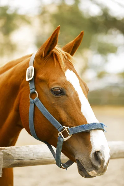 Retrato de cavalo de corrida . — Fotografia de Stock