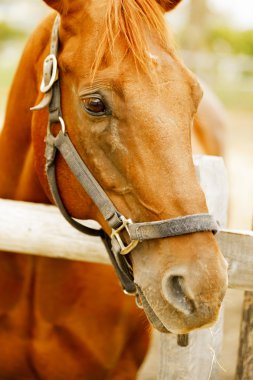 yarış atı portre.