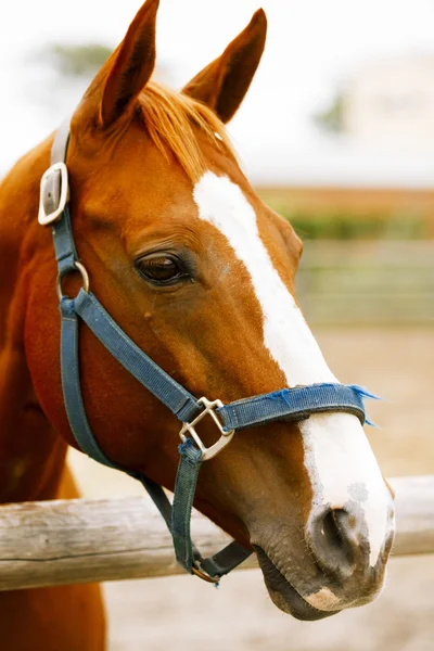 Racehorse portrait. — Stock Photo, Image