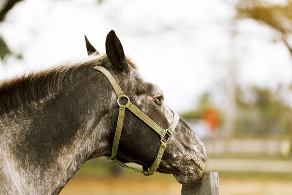 Racehorse portrait. — Stock Photo, Image