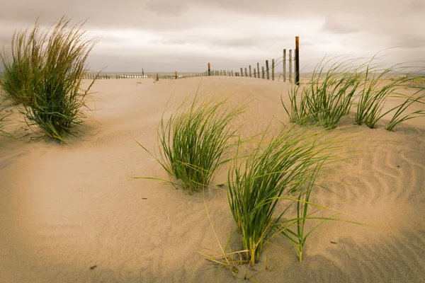 Witte zandduinen met een hek en gras. — Stockfoto