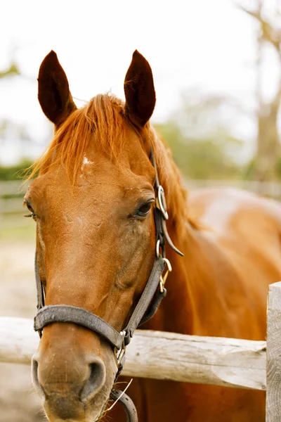 Retrato de cavalo de corrida . — Fotografia de Stock