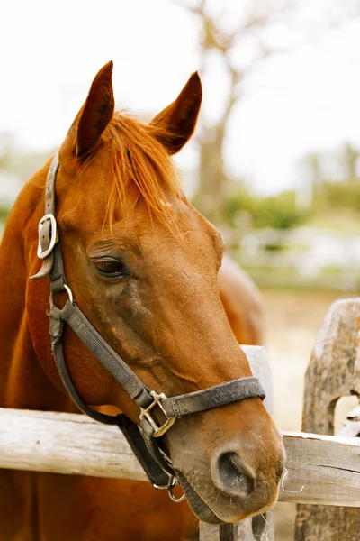 Racehorse portrait. — Stock Photo, Image