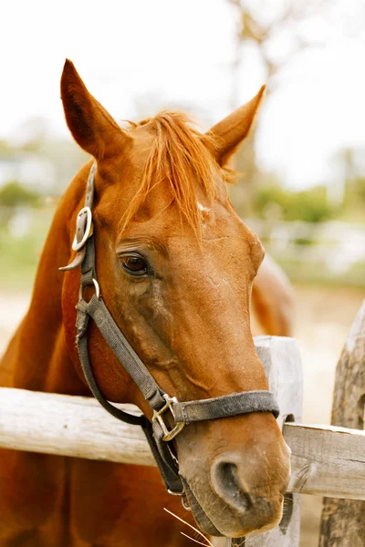 Портрет скаковой лошади . — стоковое фото