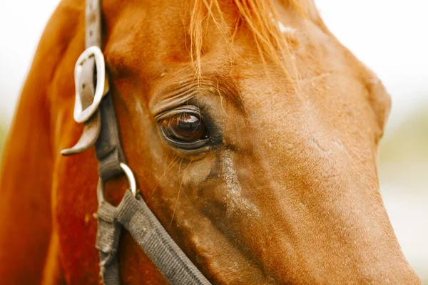 Dostihový kůň portrét. — Stock fotografie