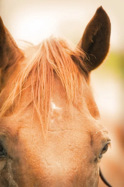 Dostihový kůň portrét. — Stock fotografie