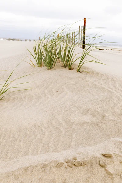 Dunas de areia branca com uma cerca e grama . — Fotografia de Stock