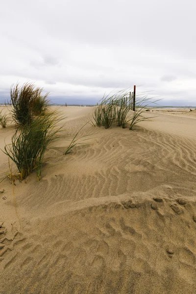 Dunas de arena blanca con una cerca y hierba . —  Fotos de Stock