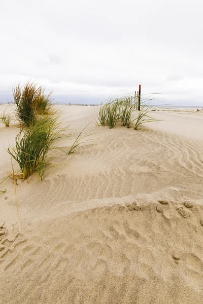 Witte zandduinen met een hek en gras. — Stockfoto