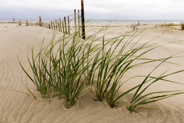 Dunas de areia branca com uma cerca e grama . — Fotografia de Stock