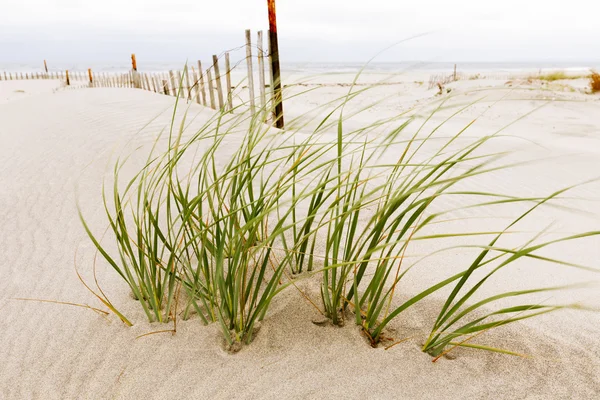 Dunas de areia branca com uma cerca e grama . — Fotografia de Stock