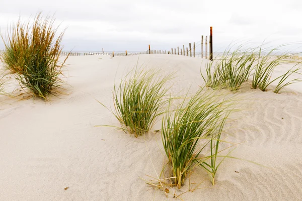 Witte zandduinen met een hek en gras. — Stockfoto
