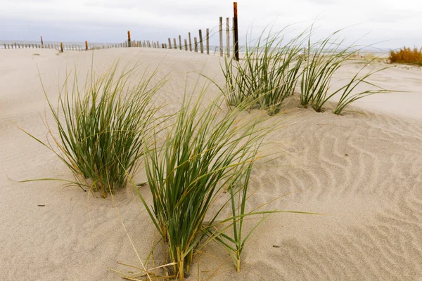 Dunas de areia branca com uma cerca e grama . — Fotografia de Stock